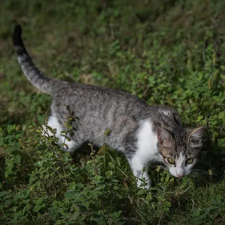 Country house Arrutela Hondarribia