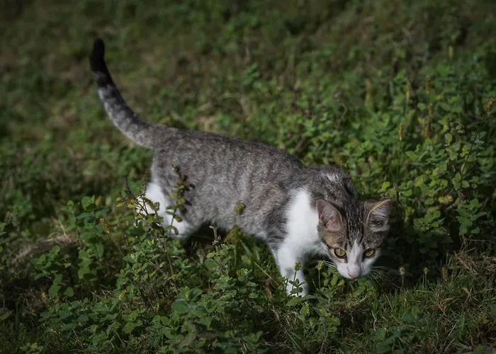 Séjour à la campagne Arrutela Fontarrabie